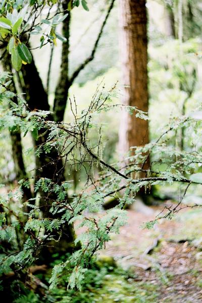 The swirling bokeh on Helios 44, Potatso National Park