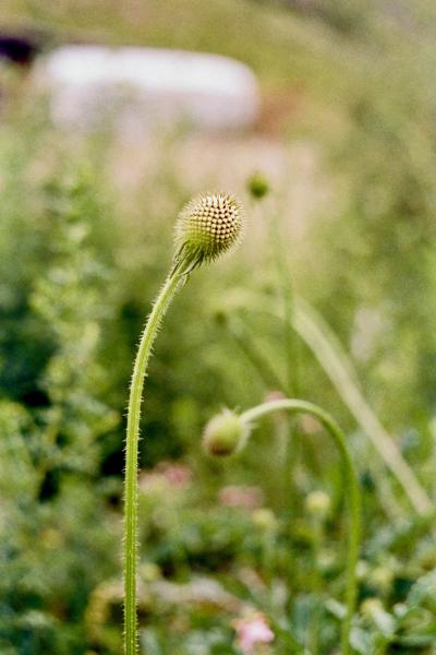 Dipsacus