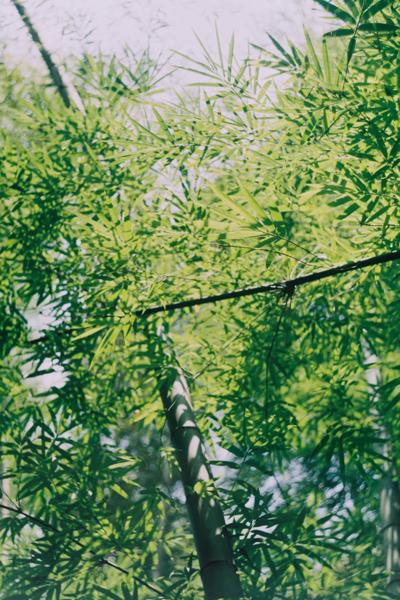 Bamboo Sea in Southern Sichuan, Changning